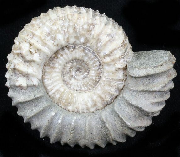 Pavlovia Ammonite Fossil - Siberia #29737